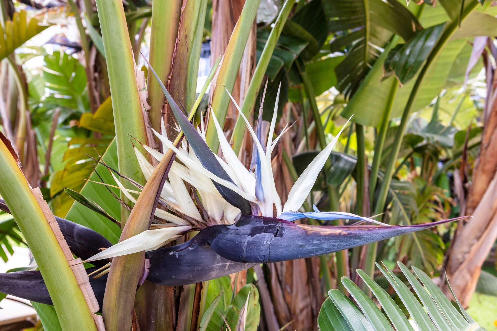 5 GIANT BIRD OF PARADISE Strelitzia Nicolai Wild Banana White Crane Flower Seeds