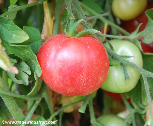 Red Peach Tomato Seeds – 25 Seeds