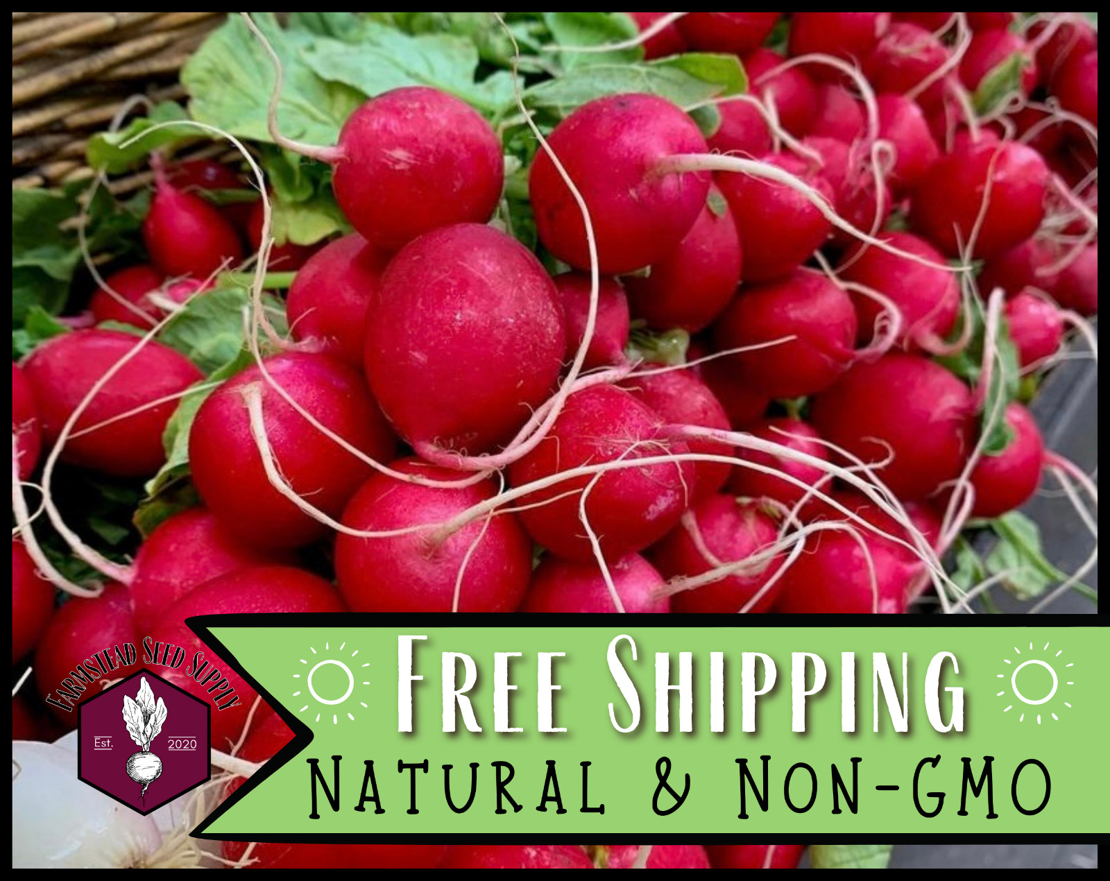 875+ Radish Seeds [Red Cherry Belle] Heirloom, Non-GMO, Vegetable Garden Seed
