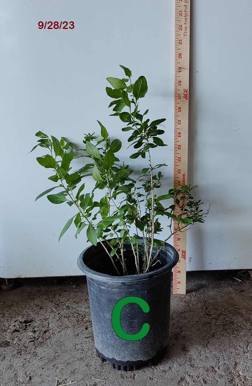 1 (One) Live Plant (seedling) of “GOJI BERRY” About 6-18″ Tall (ROOTED)