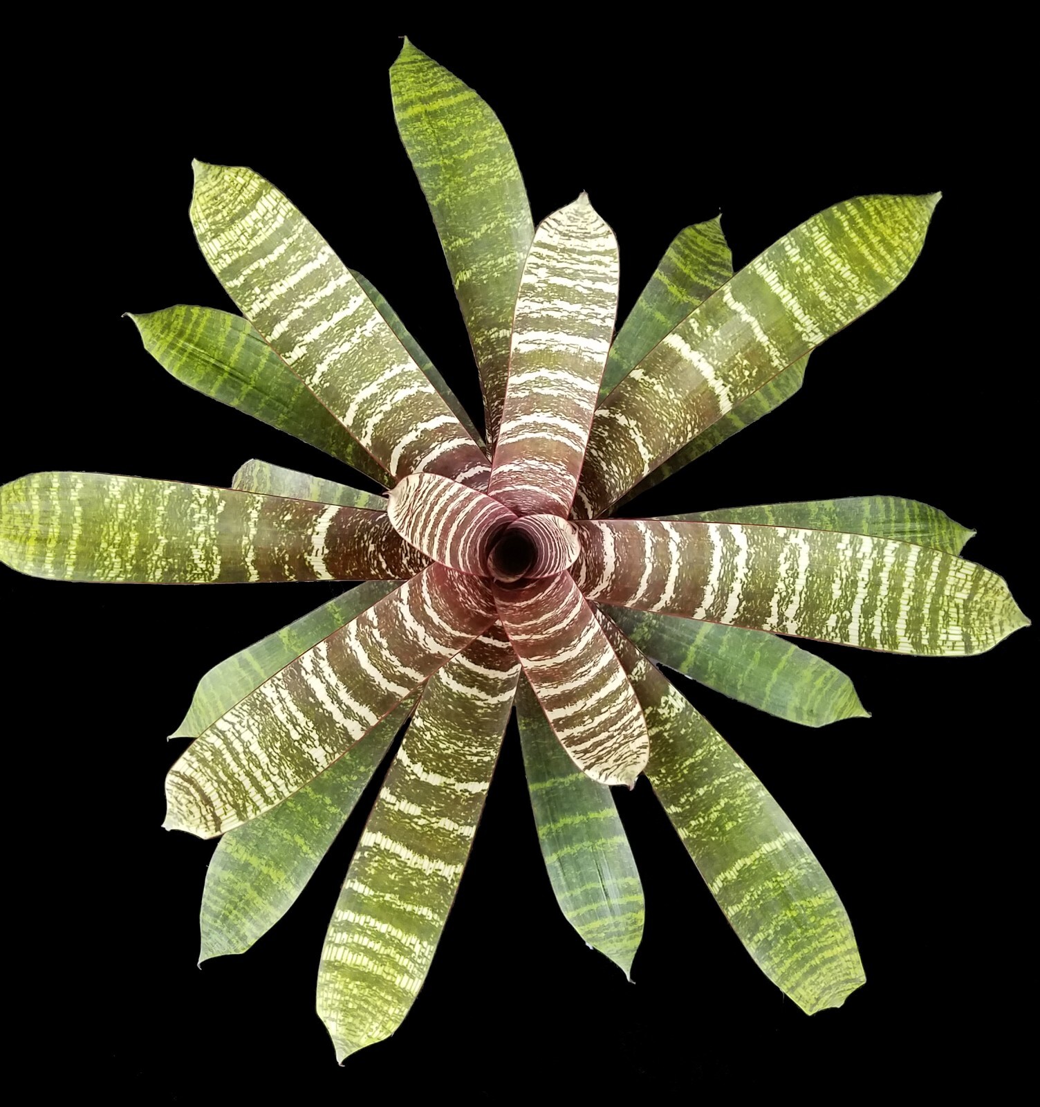 Bromelia – Vriesea Red Chestnut 6″ pot – Live plant