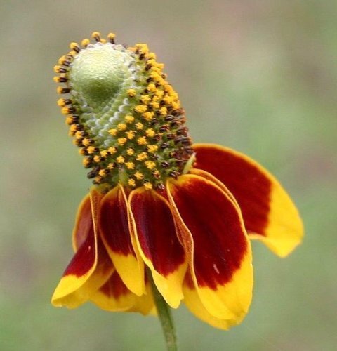 Mexican Hat Nice Garden Flower by Seed Kingdom 2,500 Seeds