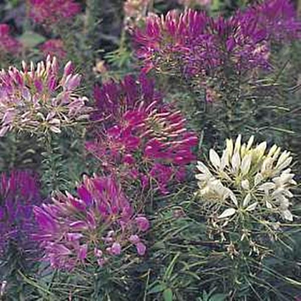 Cleome Sparkler Series Mix Annual Seeds