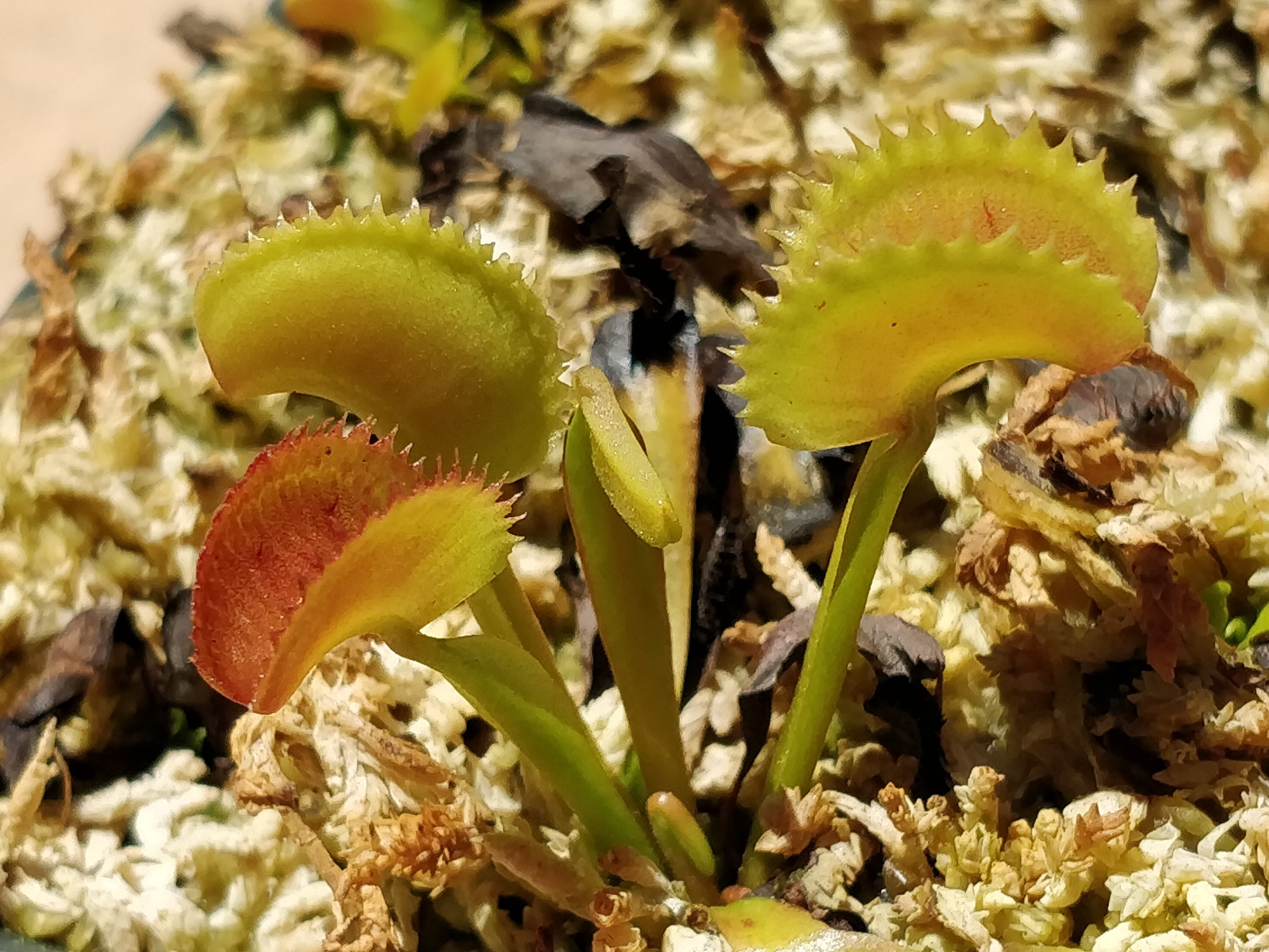 20 freshly harvested(2022 July)giant cross Venus Flytrap seeds G16xG16/G17/DCXL