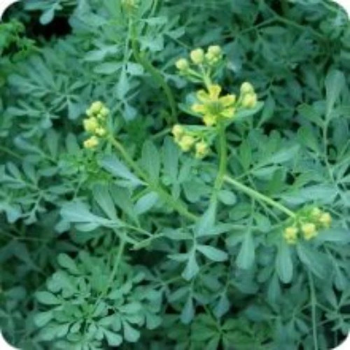 100+ Rue Seeds – Common Herb — Insect Repellent — Heirloom – Organic – NON GMO