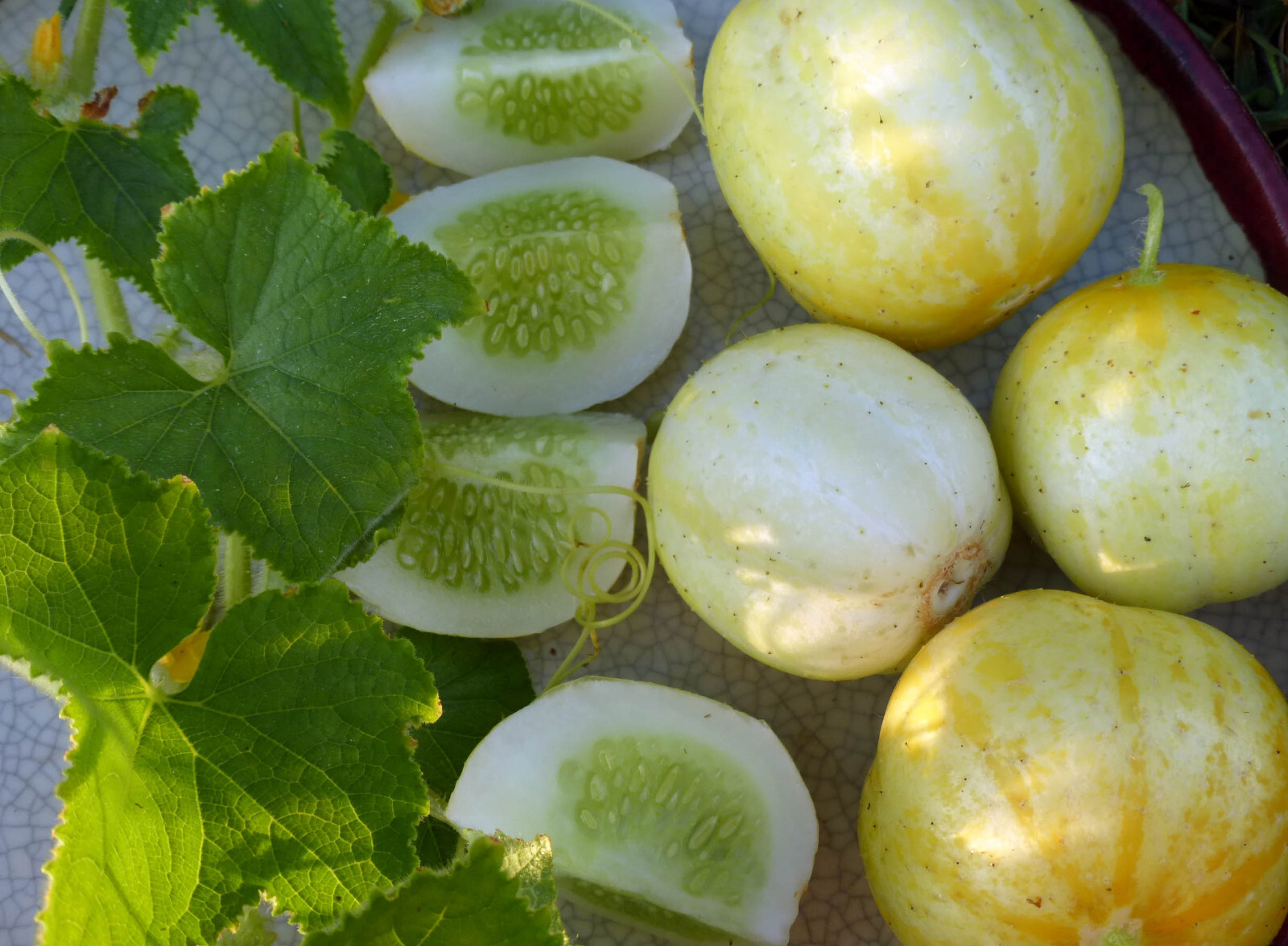 50 LEMON CUCUMBER SEEDS NON-GMO FRESH FORGARDENS US SELLER