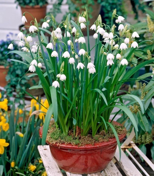 10 Leucojum Aestivum Summer Snowflake Perennial Flower Bulbs Easy To Grow Plants