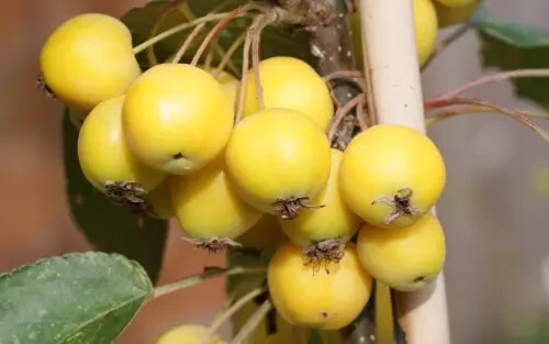 25+ Golden Hornet Crabapple Seeds for Garden Planting – USA – FREE SHIPPING!