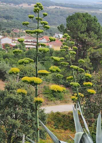 Agave americana | American Century Plant | Maguey | 10 Seeds