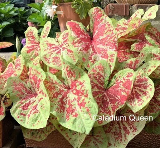 Caladium ‘Raspberry Moon’ Size #2(2 bulbs)