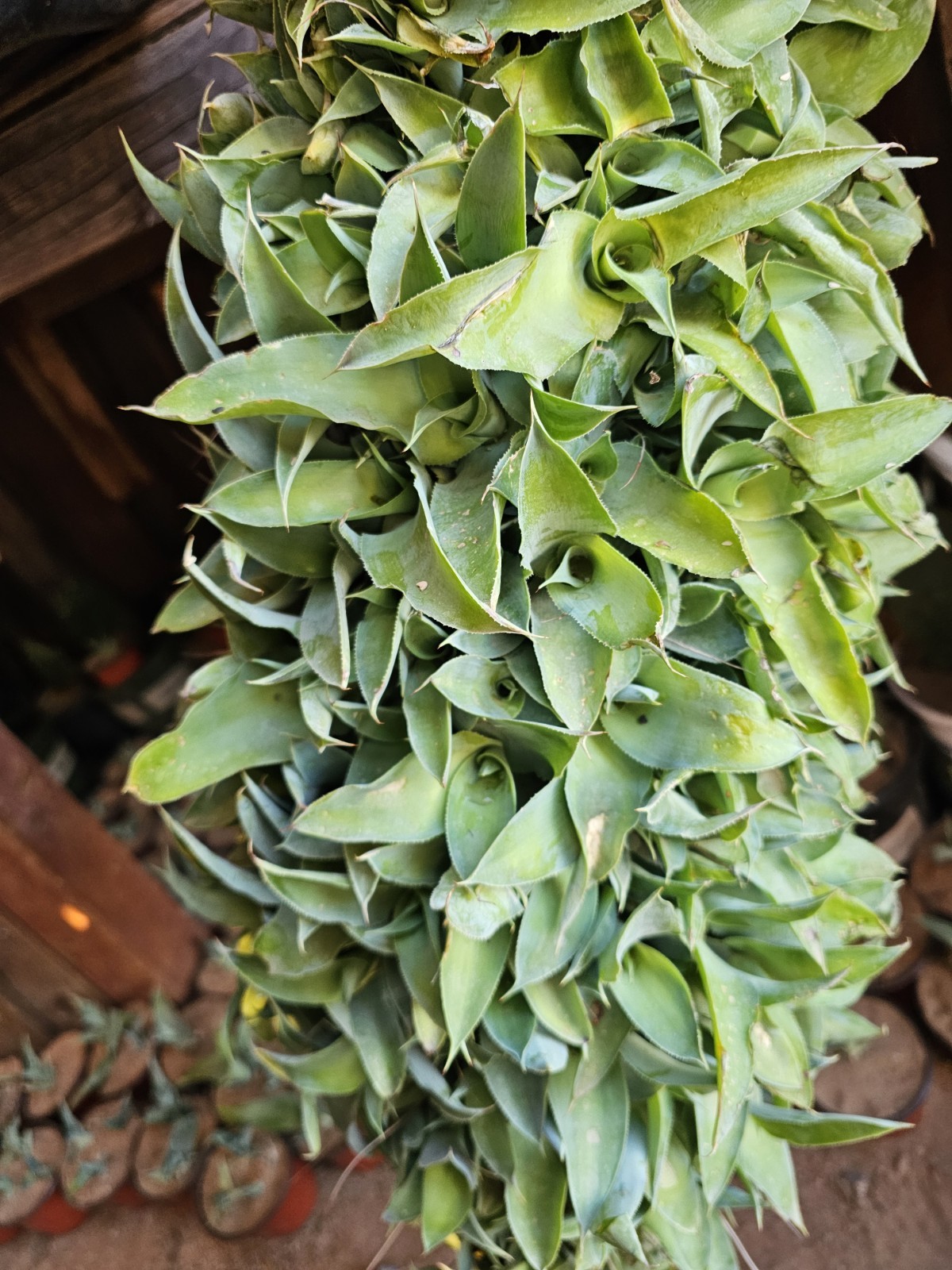 Agave Vilmoriniana Seeds, 125 pack; Aka: Amolé & Octupus Agave