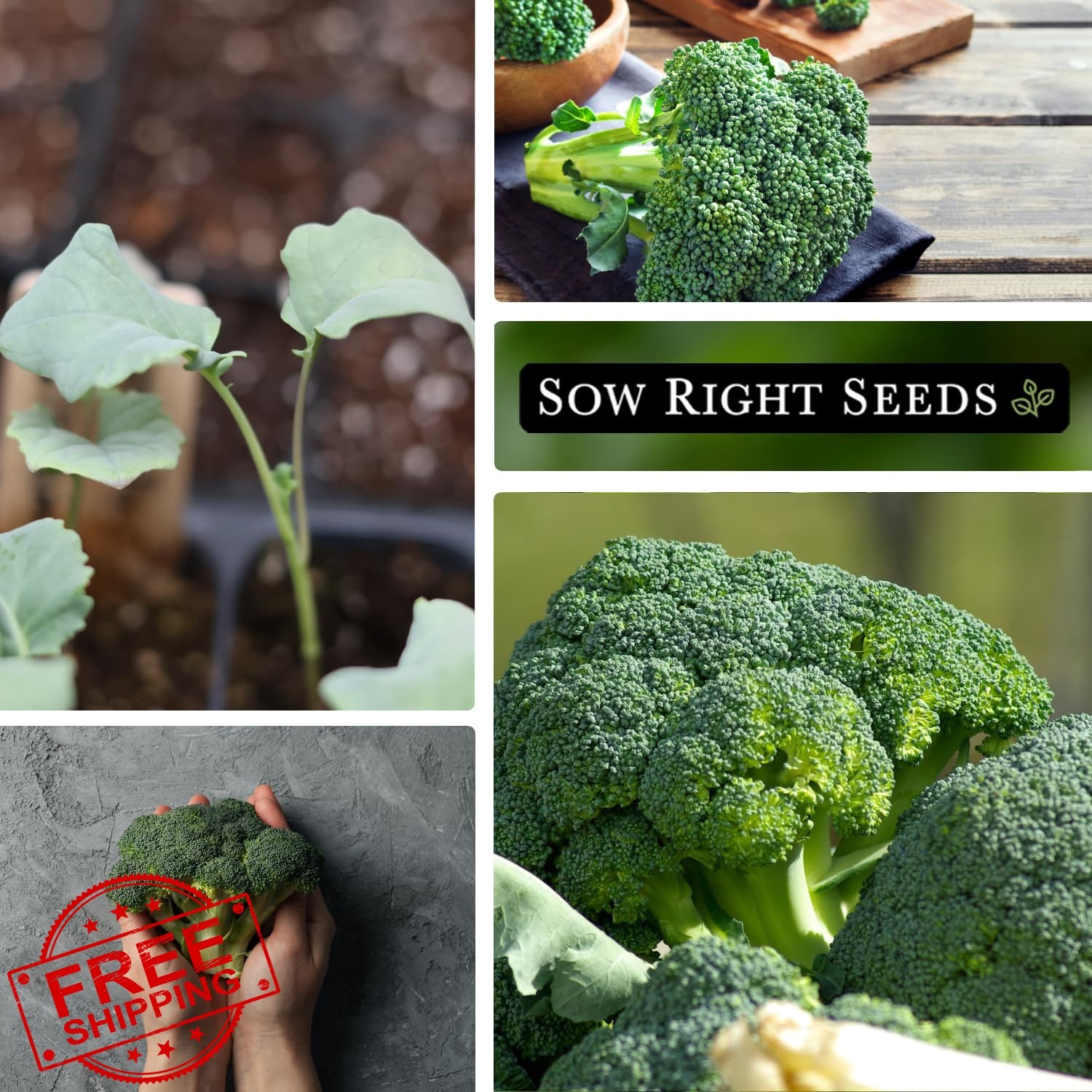 Sow Right Seeds Waltham 29 Broccoli 3 Pack Seeds