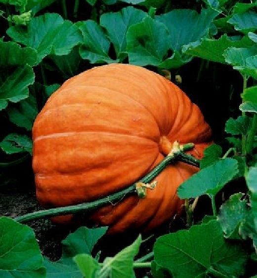 Pumpkin Seeds, Big Max, Heirloom Pumpkin Seeds, Non-Gmo Seeds, Over 100lb! 30ct