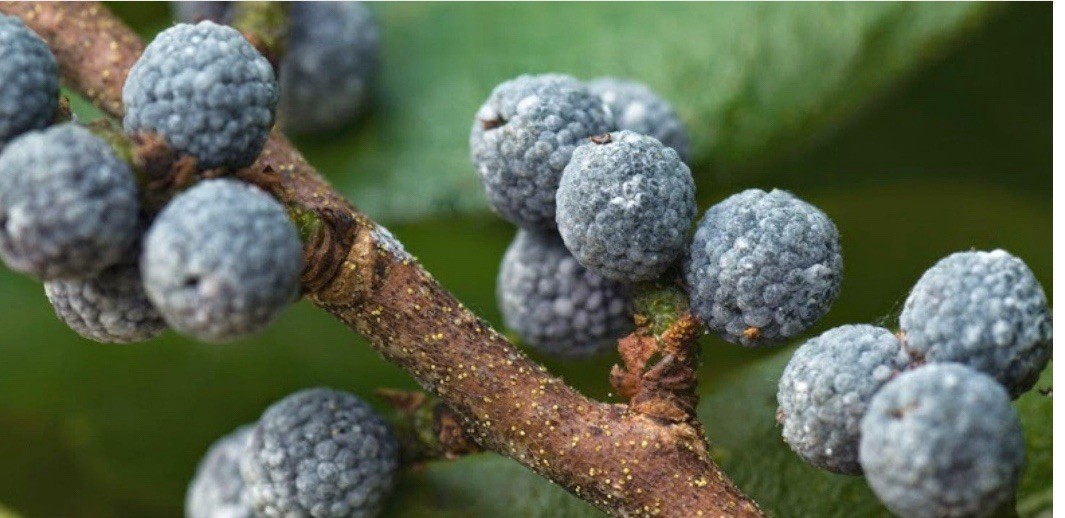 6-12” Tall Northern Bayberry plant 2 years old, Myrica pensylvanica