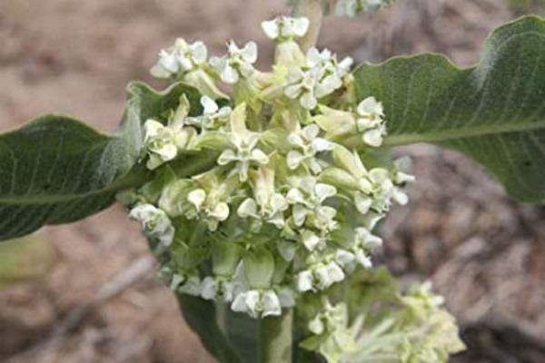 Asclepias arenaria | Western Sand Milkweed | 10 Seeds