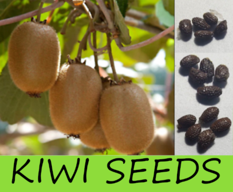 100 Kiwi SEEDS ~Sweet Vine Fruit ~Organic ~Garden planting ~Actinidia Arguta