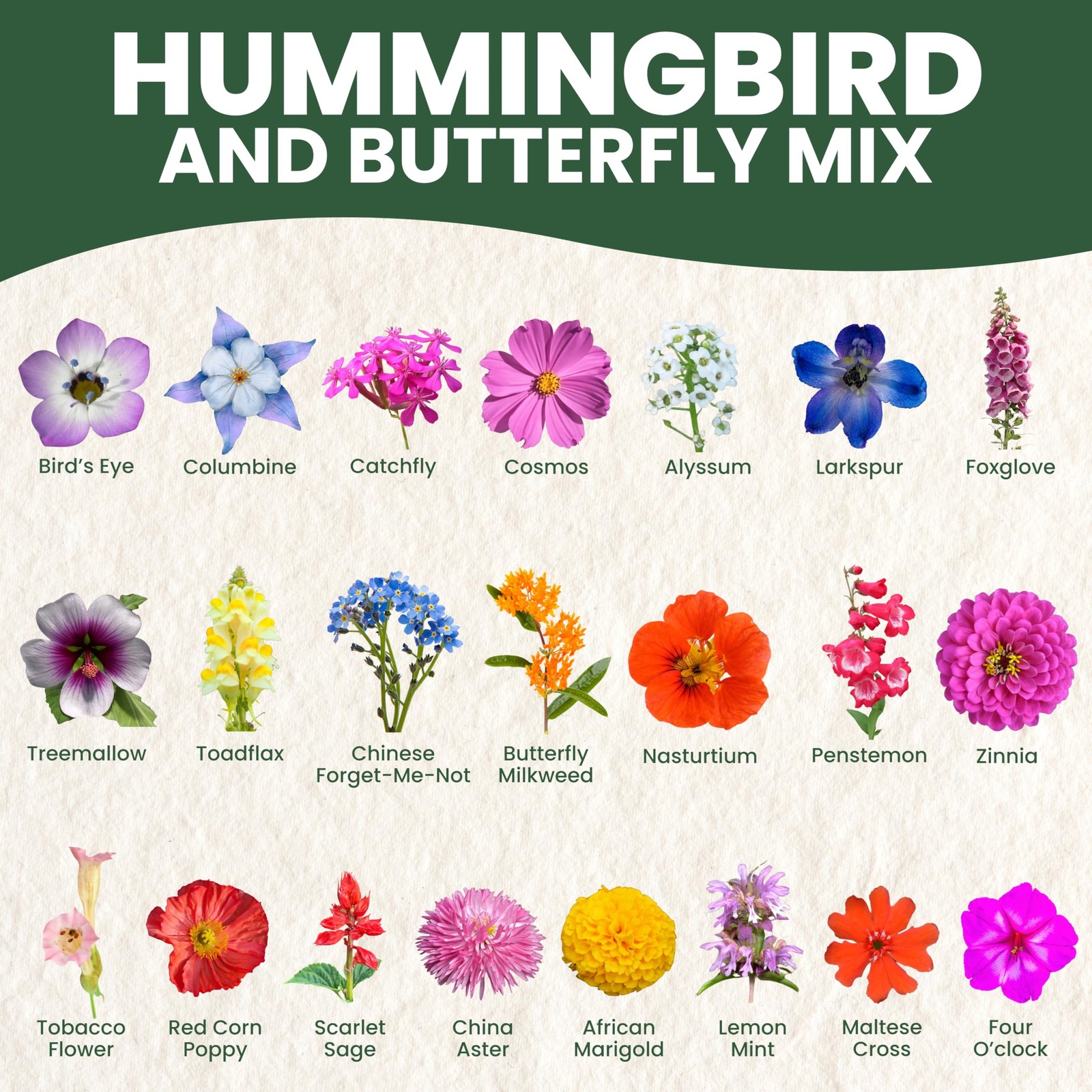 Hummingbird Butterfly Mix Large 1 Ounce Packet 7,500 Flower Seeds for Plant…