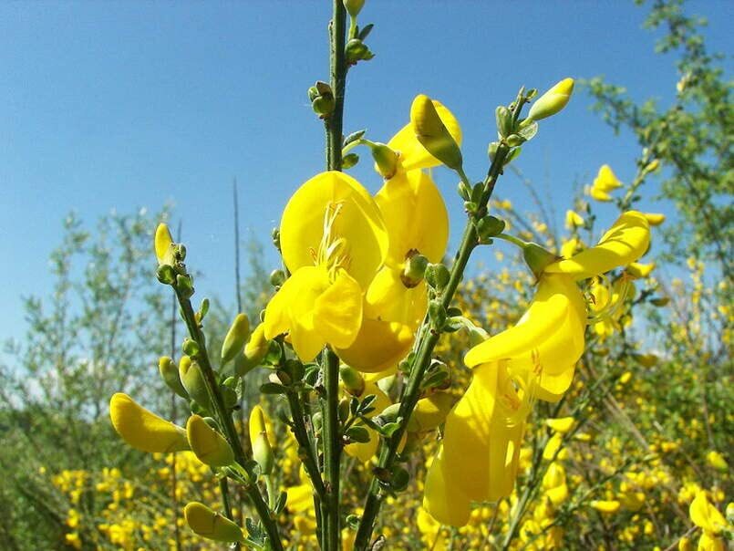 Scotch Broom Seeds for Planting (30 Seeds) Vibrant Yellow Blooms, Great for Priv