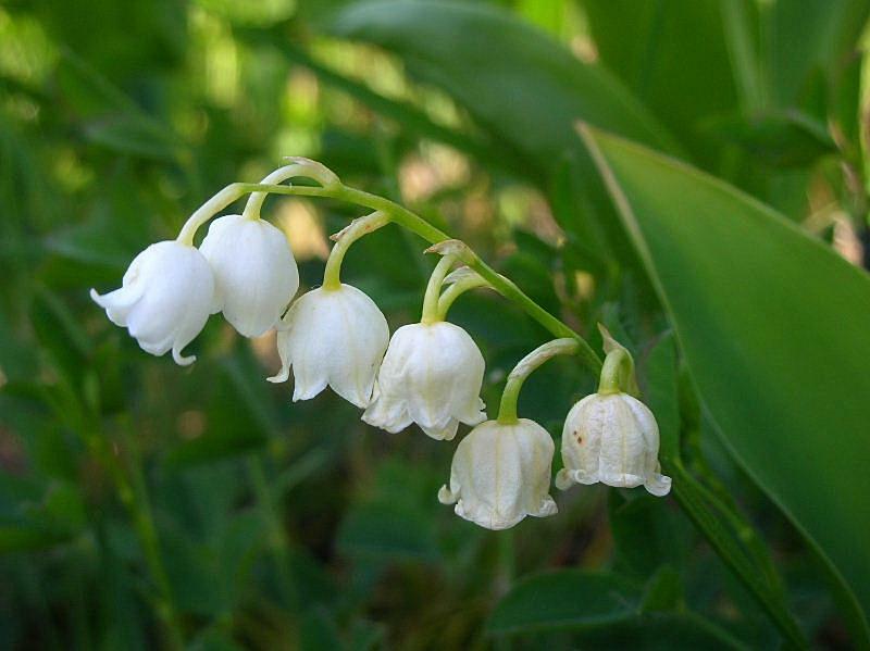 3 MINI (4-6″) Old Fashion Lily Of The Valley Convallaria majalis~Woodland Garden