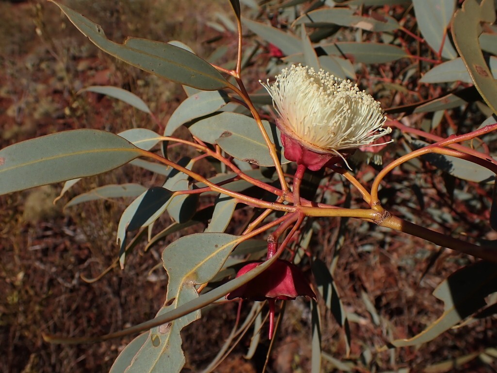 Eucalyptus kingsmillii Seeds – ‘Kingsmill’s Mallee’