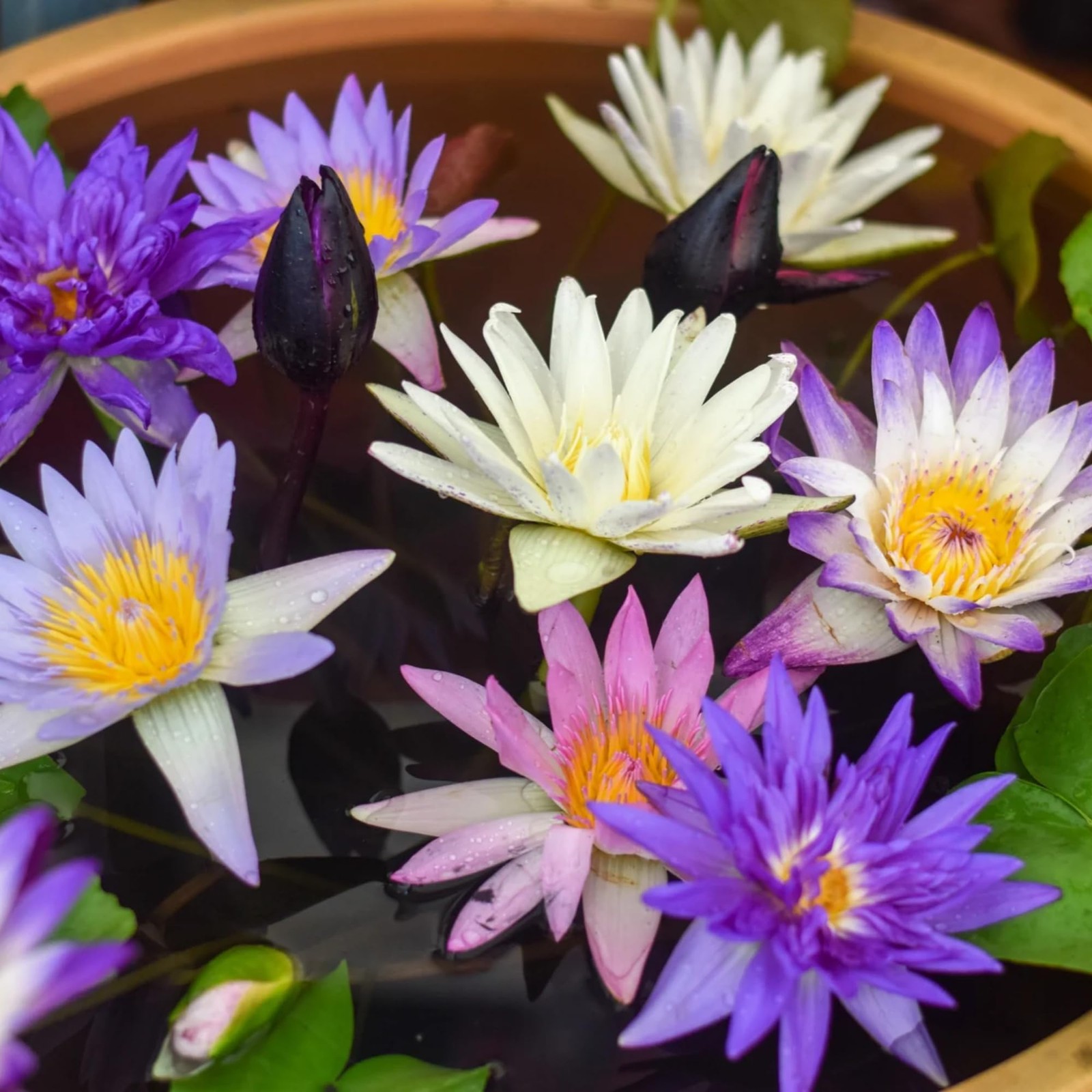 35+ Mixed Bowl Lotus Seeds Water Lily Flower Plant Seed NonGMO Home Garden P…