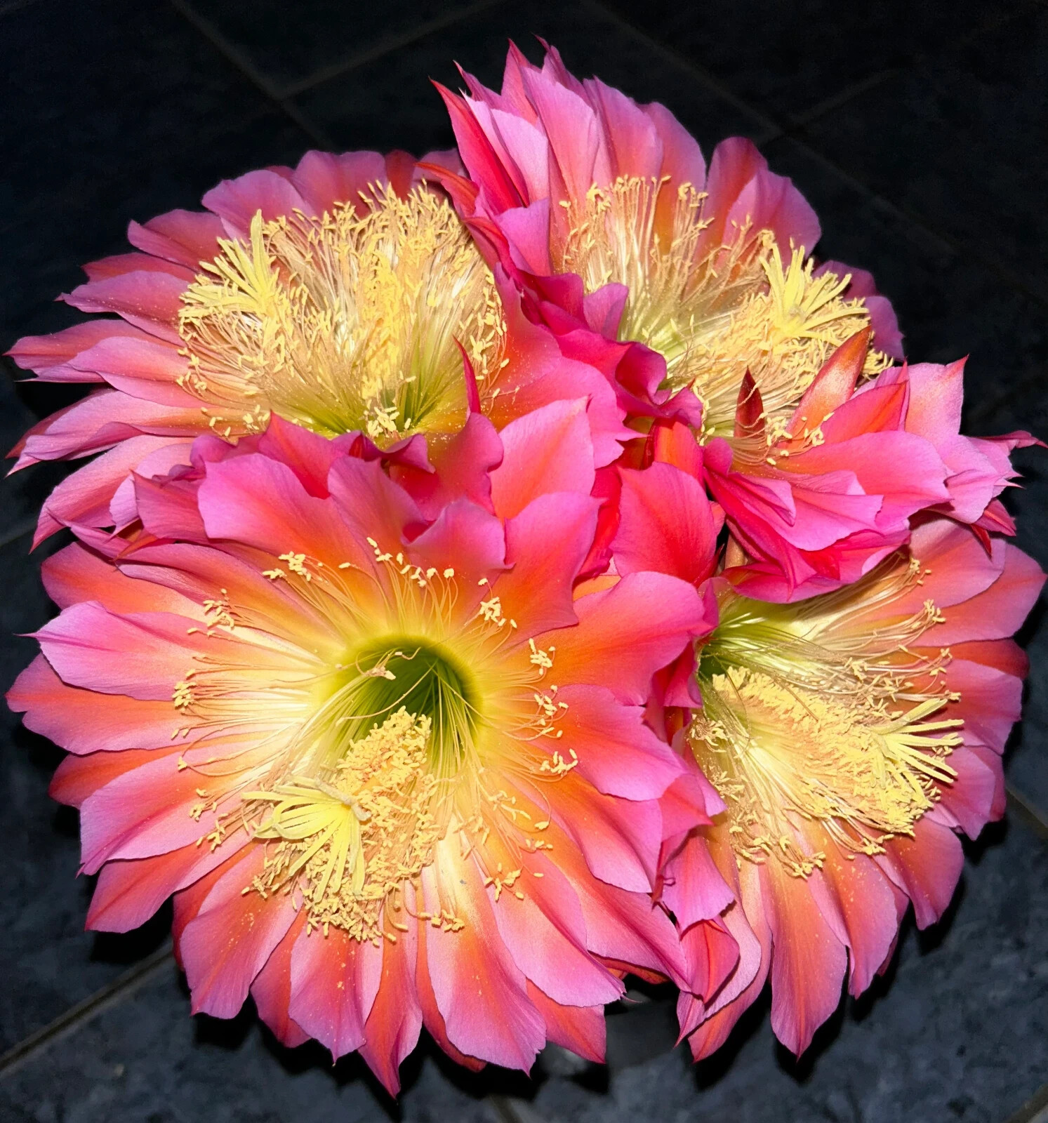 12 INCH,RARE,T Cereus,Hybrid,FLYING SAUCER,XL BLOOMING,Echinopsis,Cactus