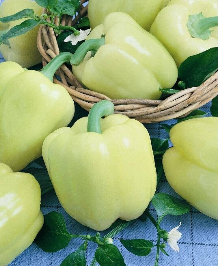 White Cloud Sweet Pepper Seeds – 30 Seeds