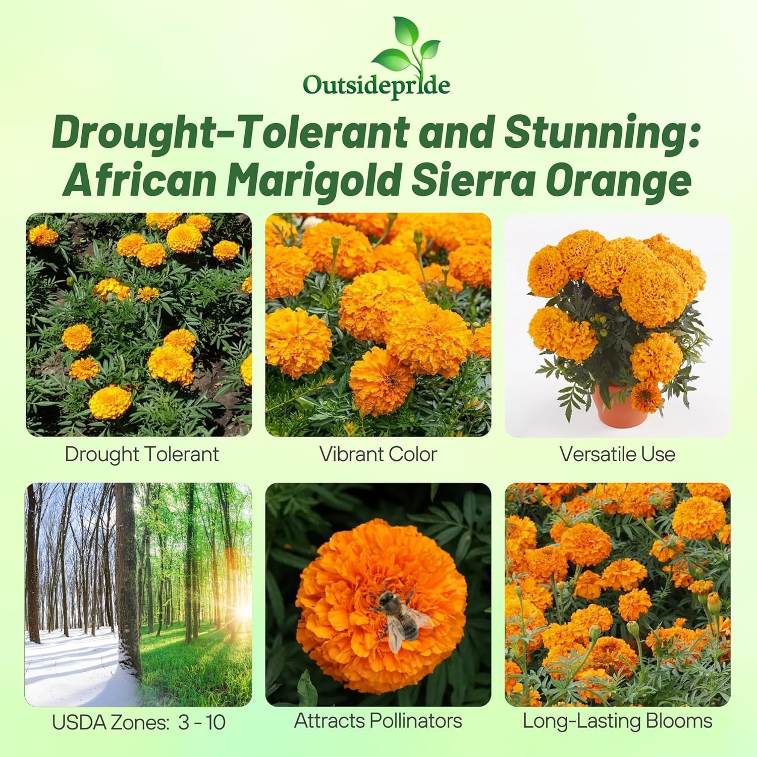 2000 Seeds Tagetes Erecta African Marigold Orange Garden Flower Plant Seed