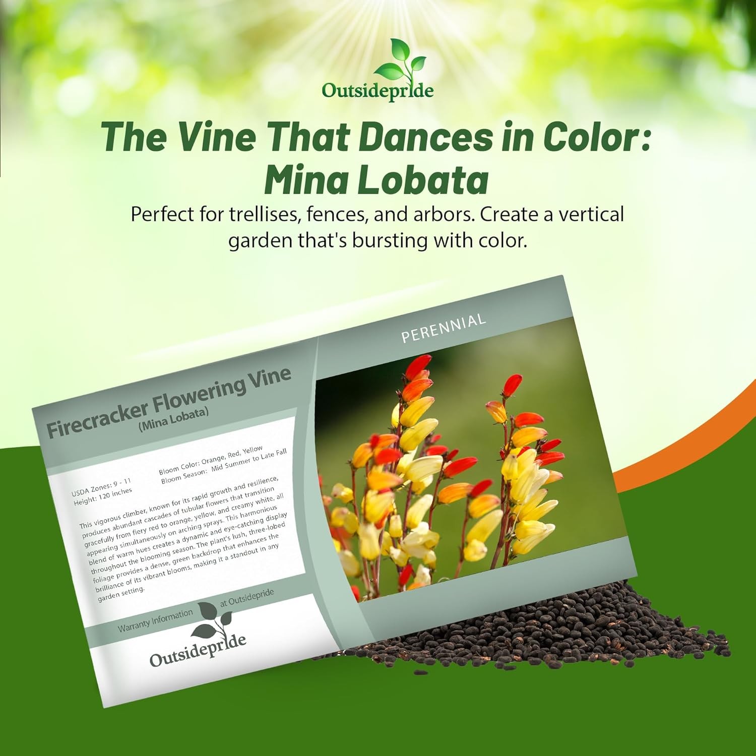100 Seeds Mina Lobata Seeds – Spanish Flag Vine Flower Seed
