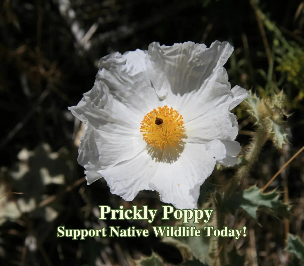 Prickly Poppy Seeds California Native Seeds Argemone Munita Wildflower For Bee G