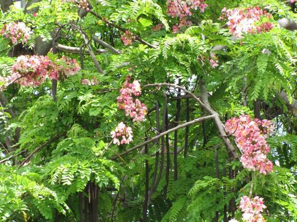 10x Fresh Cassia Javanica seeds, Apple Blossom tree, Blooms amazing pink flowers