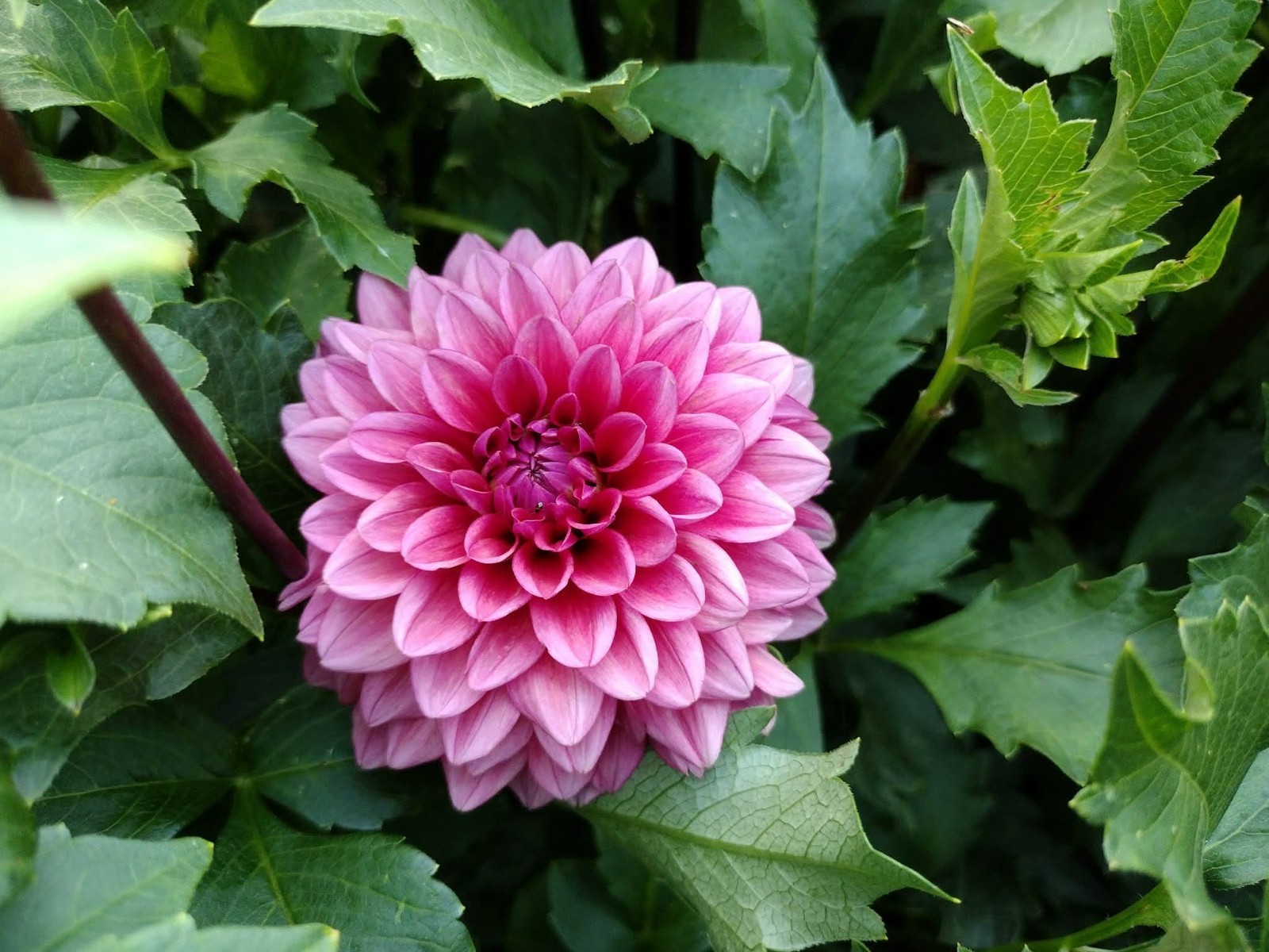 Home Grown Dahlia Flower Tuber Bulb Bundle Lot 10-50 Grower’s Choice Tubers