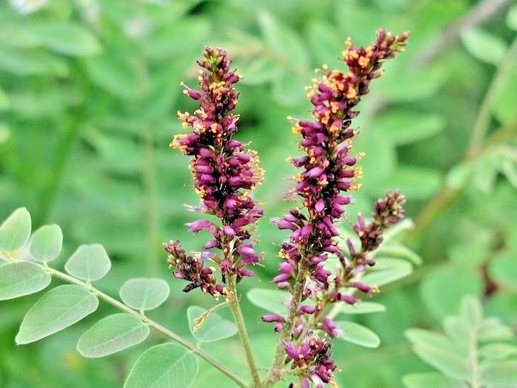 30 INDIGO BUSH SEEDS – Amorpha fruticosa