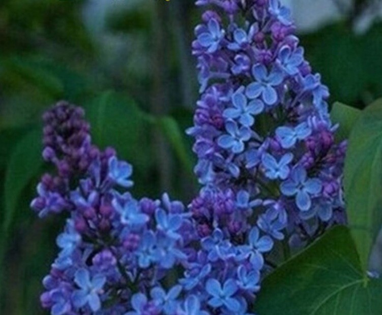 20 EXOTIC LILAC SEEDS for garden rare bloom flower plant bush USA SELLER USPS