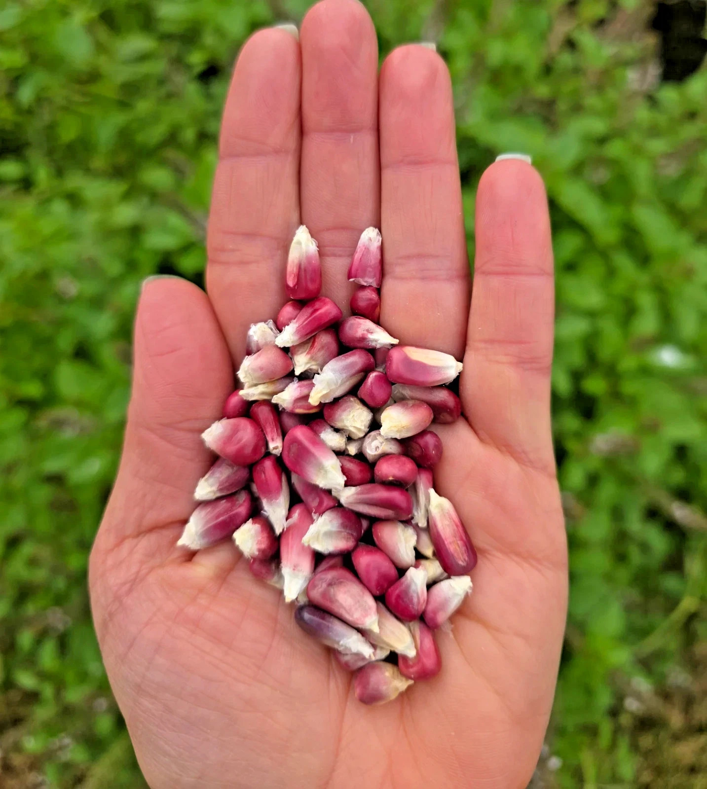 RARE PINK XOCOYUL CORN SEEDS – 1/2 LB (~800–1,200 SEEDS) For Planting. Heirloom