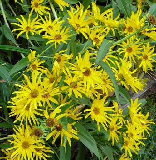 100+MAXIMILIAN Prairie SUNFLOWER Seeds Native Wildflower Heat Cold Drought Fence
