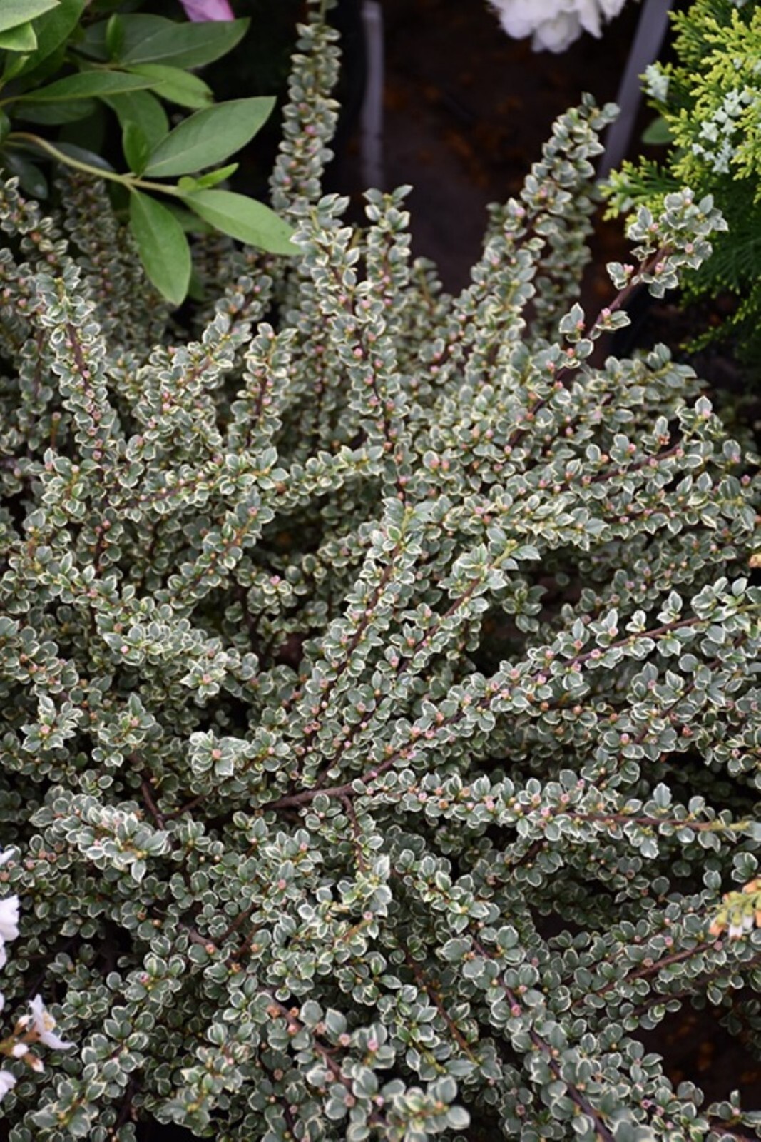 Cotoneaster Horizontalis Variegata, 1 year old plant, bare root