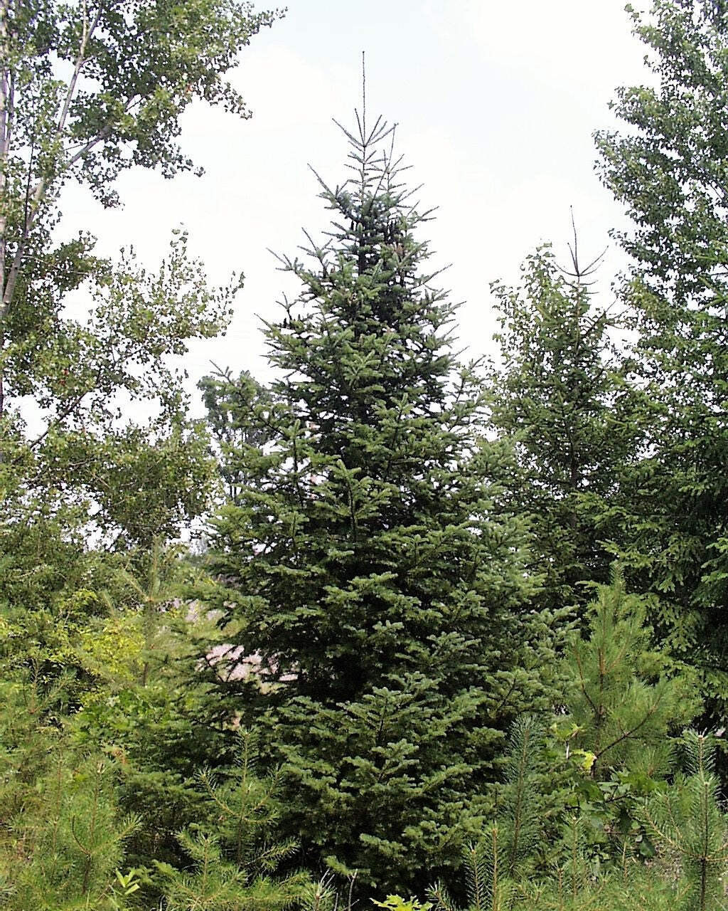 30 BALSAM FIR Tree Abies Balsamea Christmas Tree Silver Pine Canadian Fir Seeds