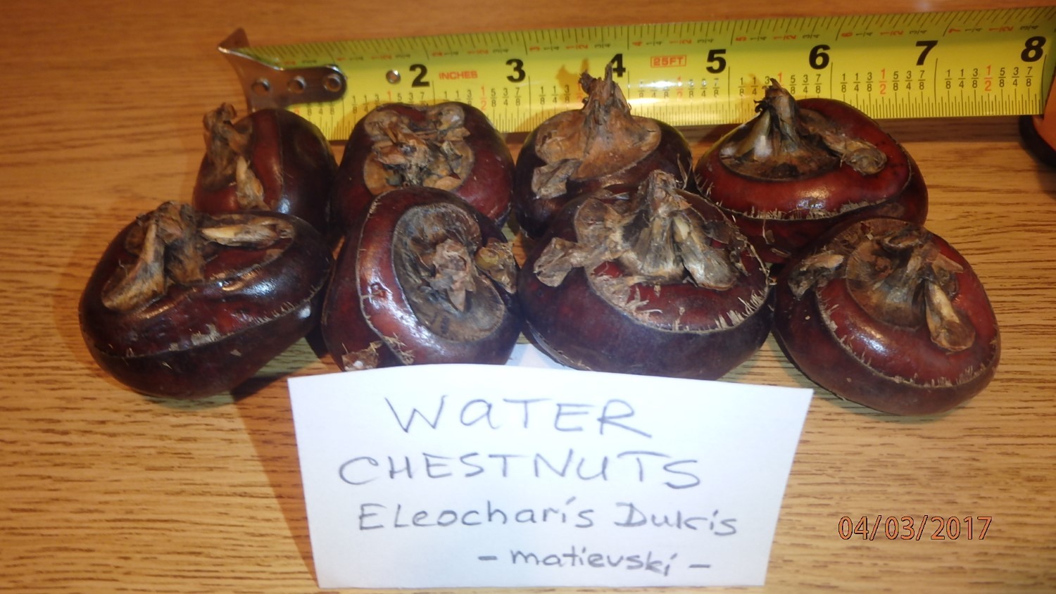 CHINESE WATER CHESTNUTS 16 bulbs (Eleocharis dulcis), edible, extremely rare