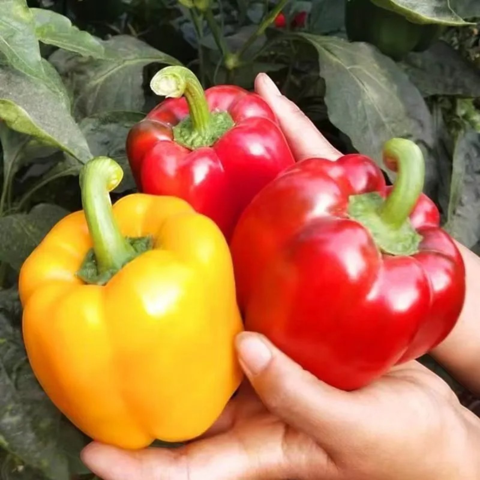 100 Mixed Color Bell Pepper Seeds – Sweet Bell Peppers for Home Garden