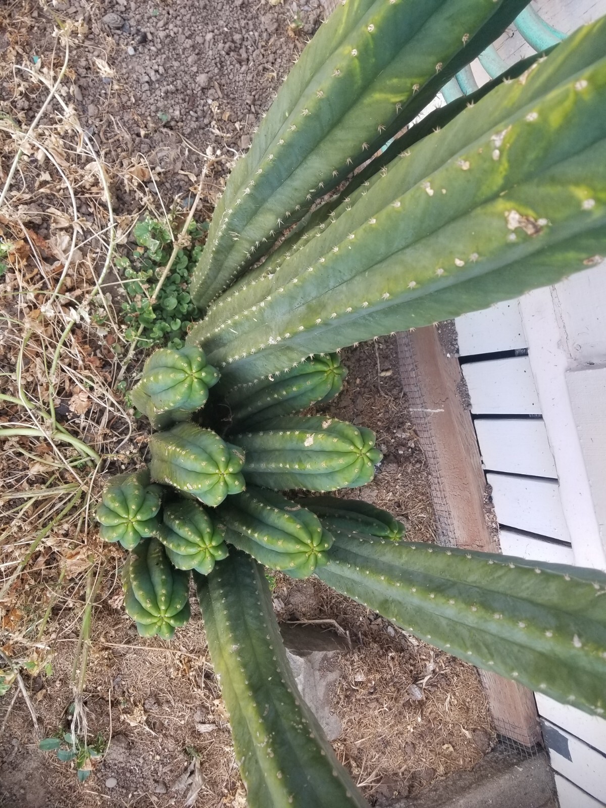 “Huachuma Peruvian Cluster LDSD” Trich. SPX PC. 2 -Ten inch Center cuts. .