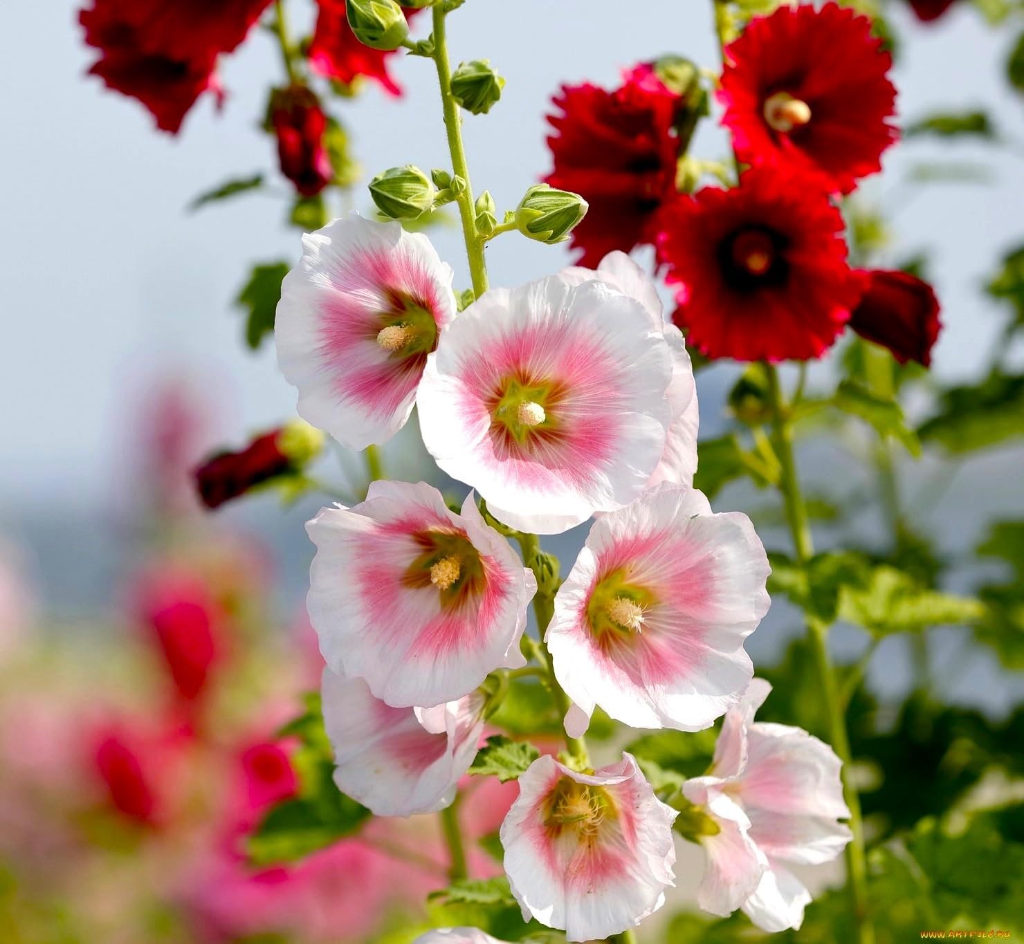 Seeds Hollyhock Seed Mix Malva 30+ Seeds for Planting Showy Perennial Flower …
