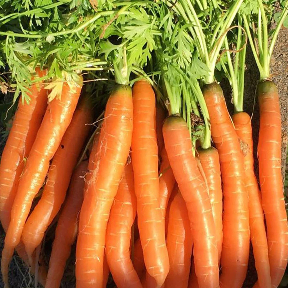 Tendersweet Carrot Seeds | Fall Garden Heirloom Long Orange Carrots Seed 2024