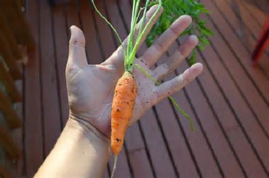 Little Fingers Carrot Seeds HEIRLOOM, NON-GMO, Fresh & Fun Little Carrots