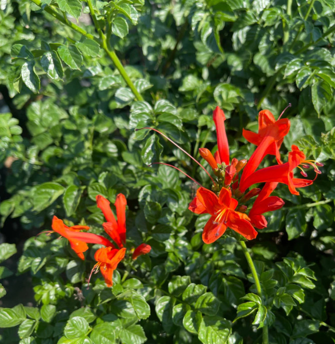 Red Cape Honeysuckle Plant – 4-8″ Tall – Tecoma capensis – Red Flowering Shrub