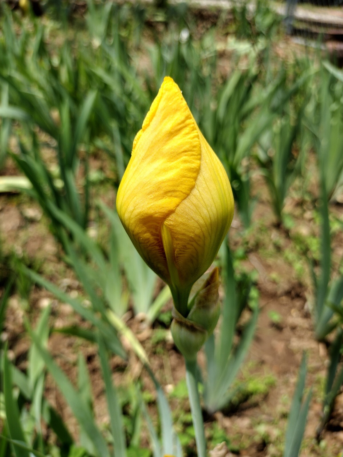 5x MIXED VARIETIES/COLORS IRIS Bulbs/Rhizomes FRESH