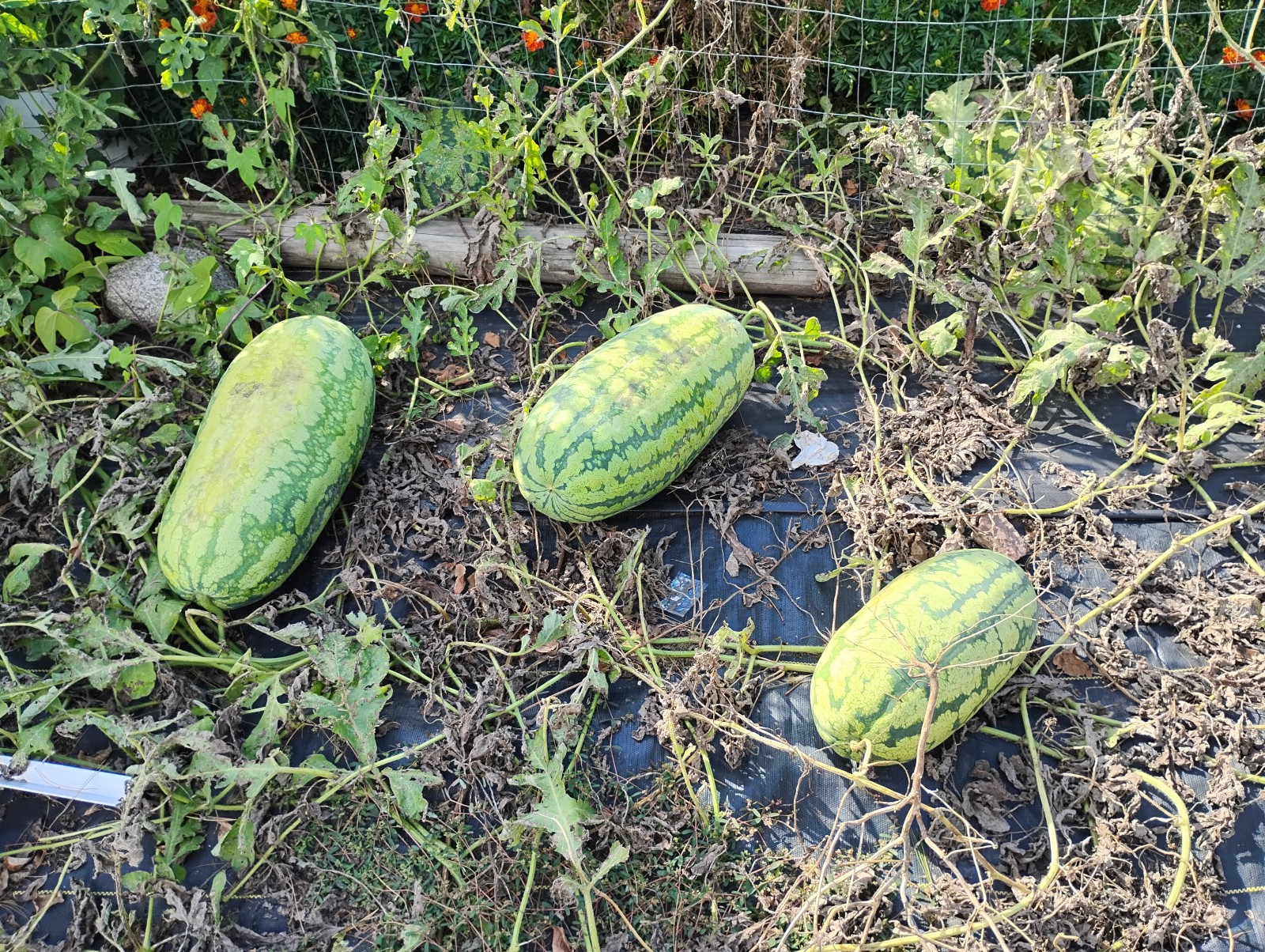 Iowa Grown Organic Striped Watermelon Seeds, NON-GMO, Gumbo Soil Pure 20-35 LBS