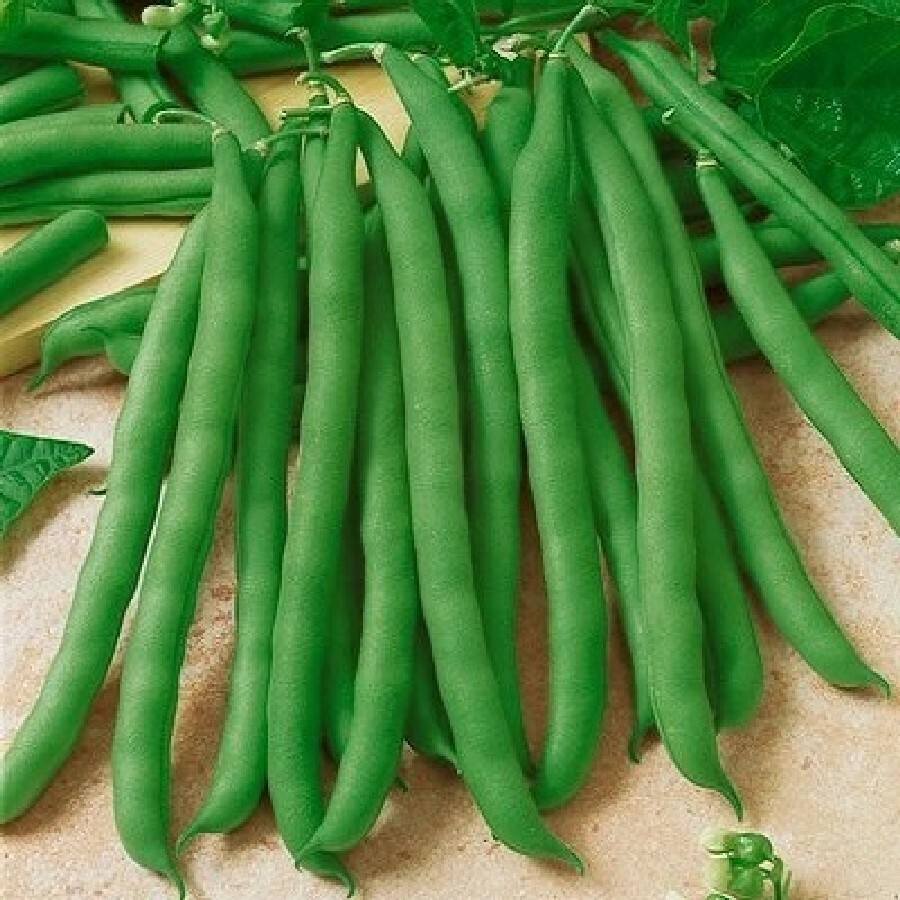 Contender Bean Seeds 40 Ct Bush Green Stringless Vegetable Garden NON-GMO USA