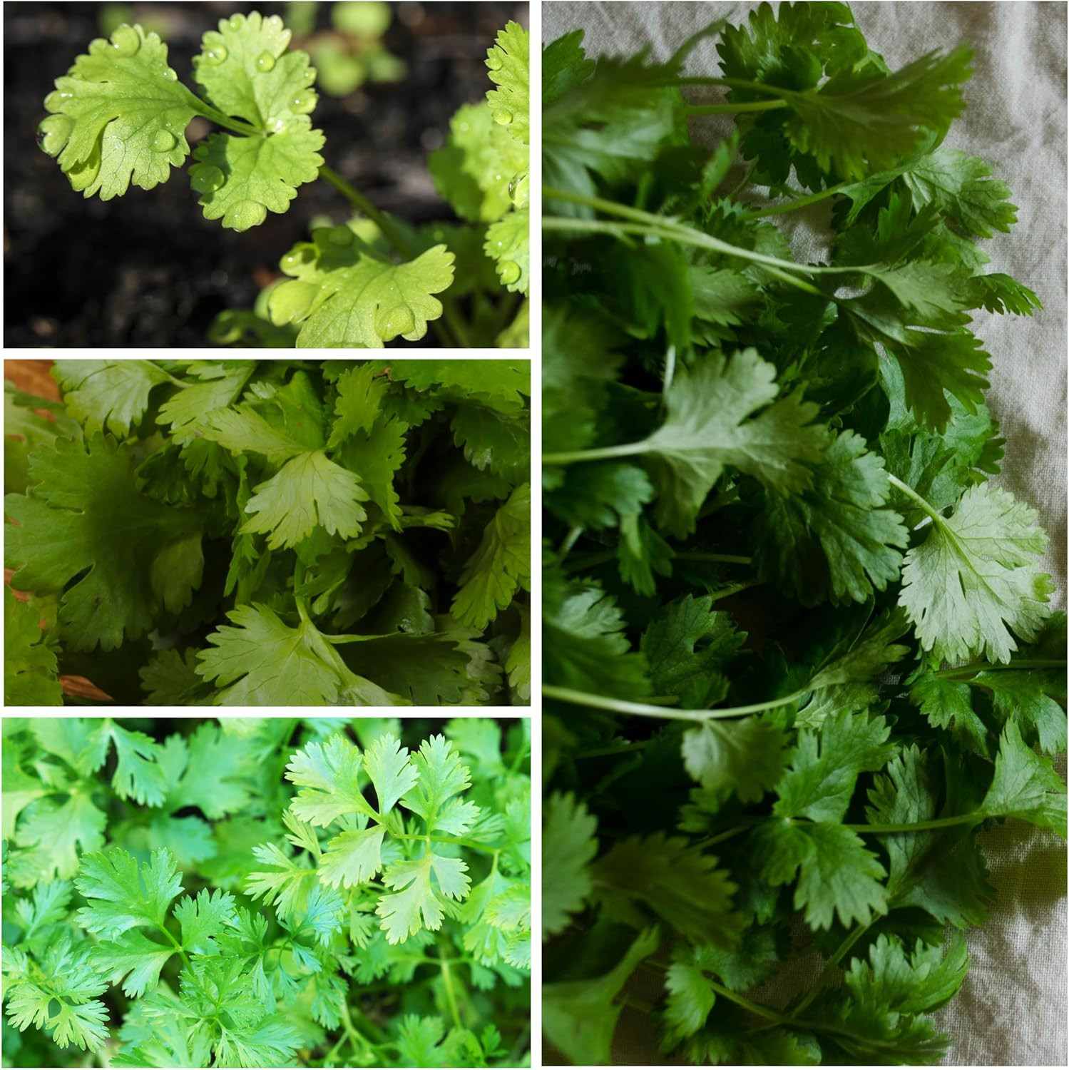 Cilantro Herb Seeds – 250 Heirloom Seeds for Planting Coriandrum Sativum – Non-G