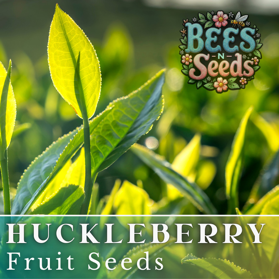 Dusk Huckleberry Seeds 125, 300 or 500 Seeds Flower, Flower Seeds, Non GMO